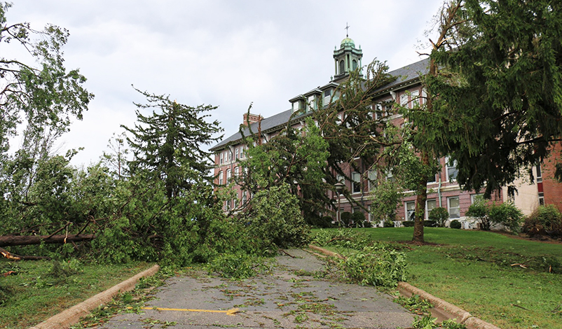 A fallen tree leaning against Warde Hall